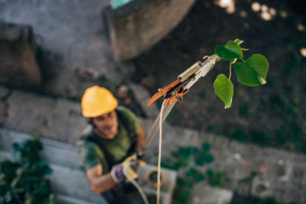 Best Arborist Consultation Services  in Elverta, CA